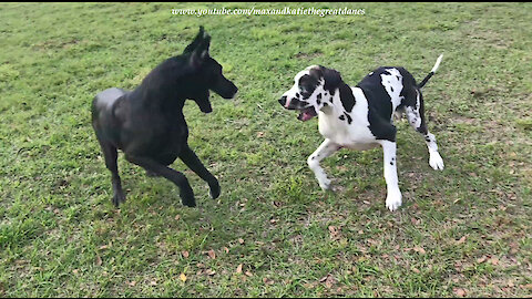 Rock and Rolling Great Danes Love To Run and Rumble