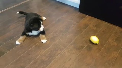 Cute Puppy Plays With A Lemon As If It Was A Tennis Ball
