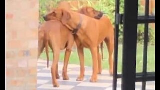 Dogs relax with one another in adorable backyard moment