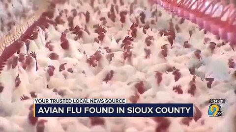 Iowa Governor Declares Chicken Emergency