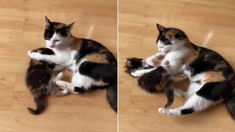 Mother cat and Baby Cat Play together in Harmony