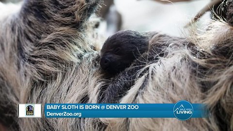 Denver Zoo- Baby Sloth