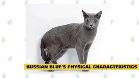 Russian Blue Cats 101 : Fun Facts & Myths