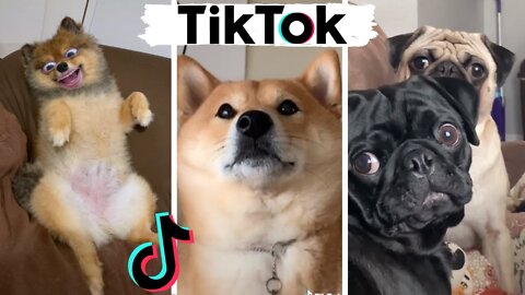 Funny Dogs of TIK TOK ~ Try Not to Laugh ~ TikToks That Make You Go AAWWW!