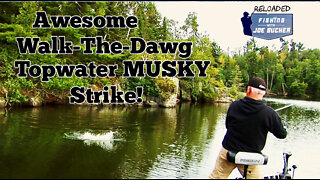 Awesome Walk-da-Dawg Topwater Musky Strike!