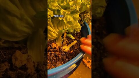 Harvesting Lettuce Grown Indoors #shorts #indoorgarden #gardneingincanada