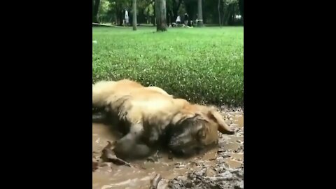 Dog Is Playing In Mud !