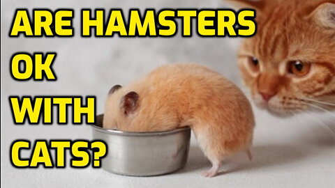 cute cat playing wth hamster
