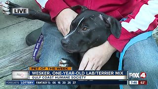 Pet of the week: 1-year-old lab-terrier mix Wesker