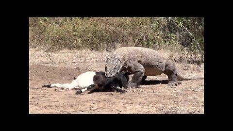 OMG !! Komodo Dragons Try To Forcefully Swallow Their Prey