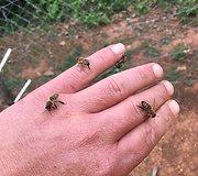 Macedonian bee