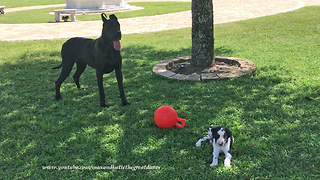 Great Dane and 7 week old Puppy Play with Jolly Ball