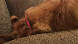 Dog dives into couch to retrieve ball