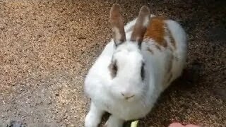 Bob, The World's Deadliest Wild Rabbit