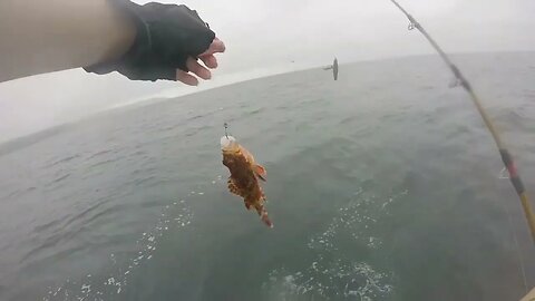 Daily Double Sportsfishing #Hookupbaits fishing for Sand Bass!