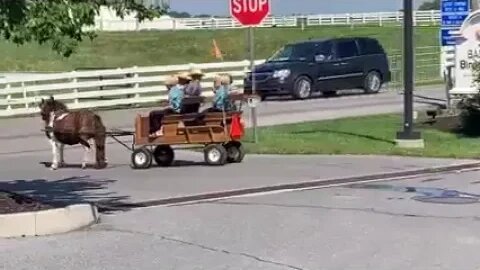 Amish Boys on Pony Cart