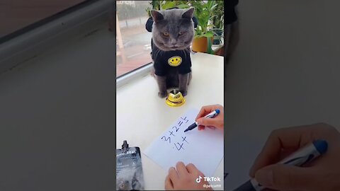 Lovely Cat, black cat, cats, funny cats, funny cat videos