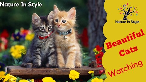 Beautiful Baby Cats | Nature In Style