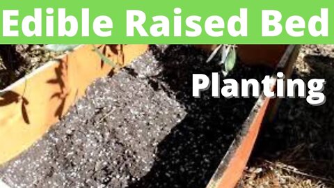 Edible raised bed planting includes azomite rock dust and insect frass