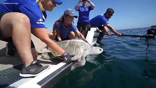Endangered turtle returned to the ocean