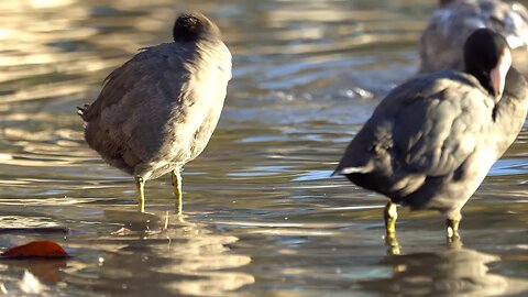 CatTV 2 ducks cleaning in shallow waters