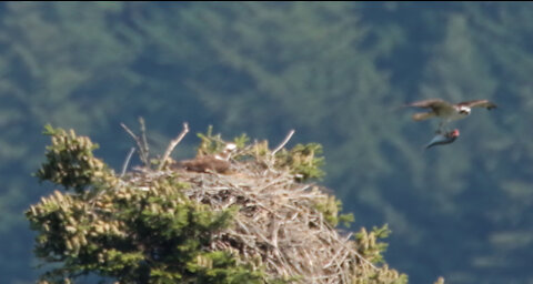 Slow Motion Osprey Landing and Flying with Salmon