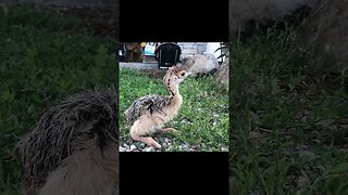 Have You ever seen a Baby OSTRICH -- [Super cute baby ostrich 1 day old] look at the legs #shorts