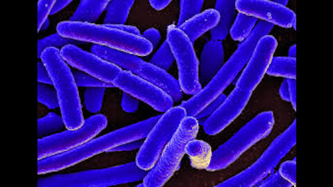 E-coli information