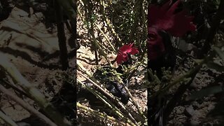 Pit game bantam rooster hiding in bushes on hot day