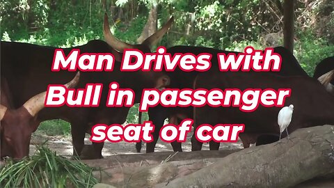 Man Drives with Bull in passenger seat of car