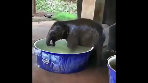Cute Baby Elephant Bathing