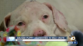 Abused puppy abandoned in milk crate