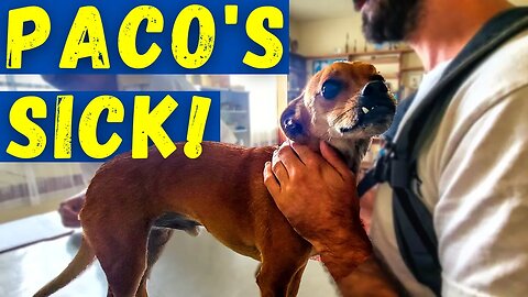 On Vacation & Our Dog is SO Sick!! What Would You Do? Struggles of Vanlife in Central America