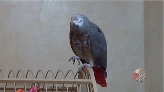 Playful parrot threatens to get you!