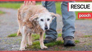 Meet one of Britain’s oldest dogs - a 20-year-old terrier
