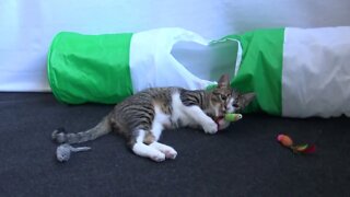 Adorable Little Cat Plays with Feather Toy