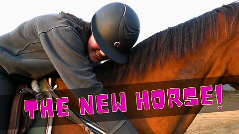 Finally Introducing The New Horse!