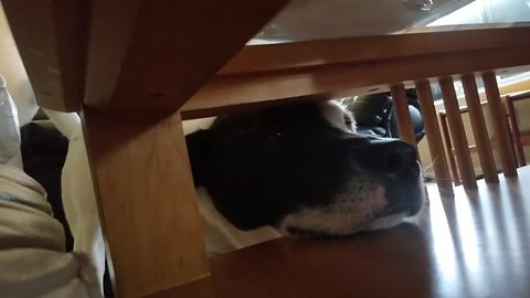 Determined dog can't quite reach popcorn