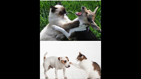 Dog vs cat fighting