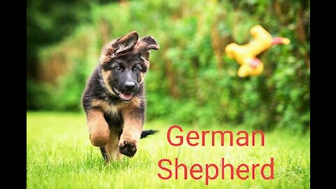 - Best German Shepherd Puppy Training Tips Dog World#