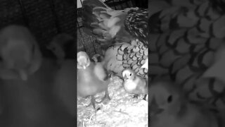 Checking on Chicks abandoned by mother are put in with another hen and her chicks