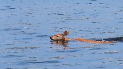 Young Deer Swimming in the Boundary Waters