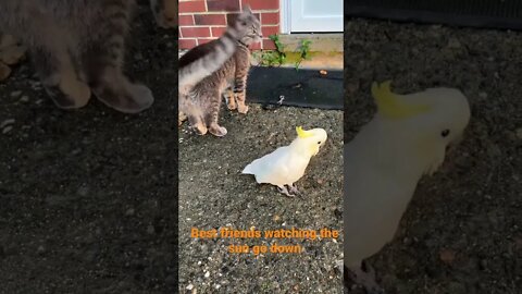 Sundown besties #cutepets #parrot #cockatoo #cat