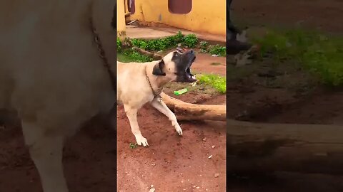 Boerboel Barking Aggressively For Freedom #boerboel #shorts #trending #dog ##dogbarking