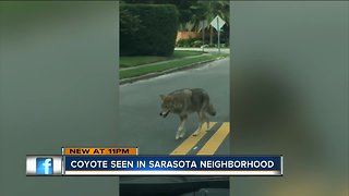 Coyote spotted walking down middle of the street in Sarasota neighborhood