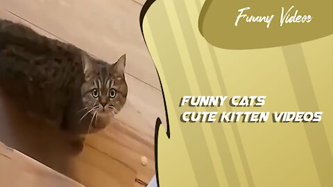 Funny Videos | Cute Kitten Videos 😻 Funny Cats