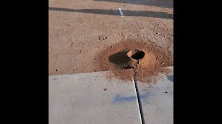 Huge ant holes