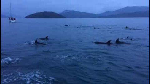 Grupo de golfinhos surpreendem navegadores com espetáculo