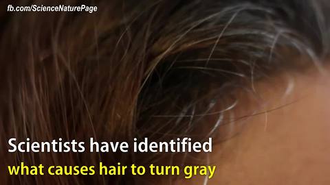Scientists have identified what causes hair to turn grey