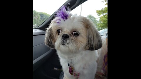 Rosie And Her Purple Hair (Featuring Rosie The Shihtzu)